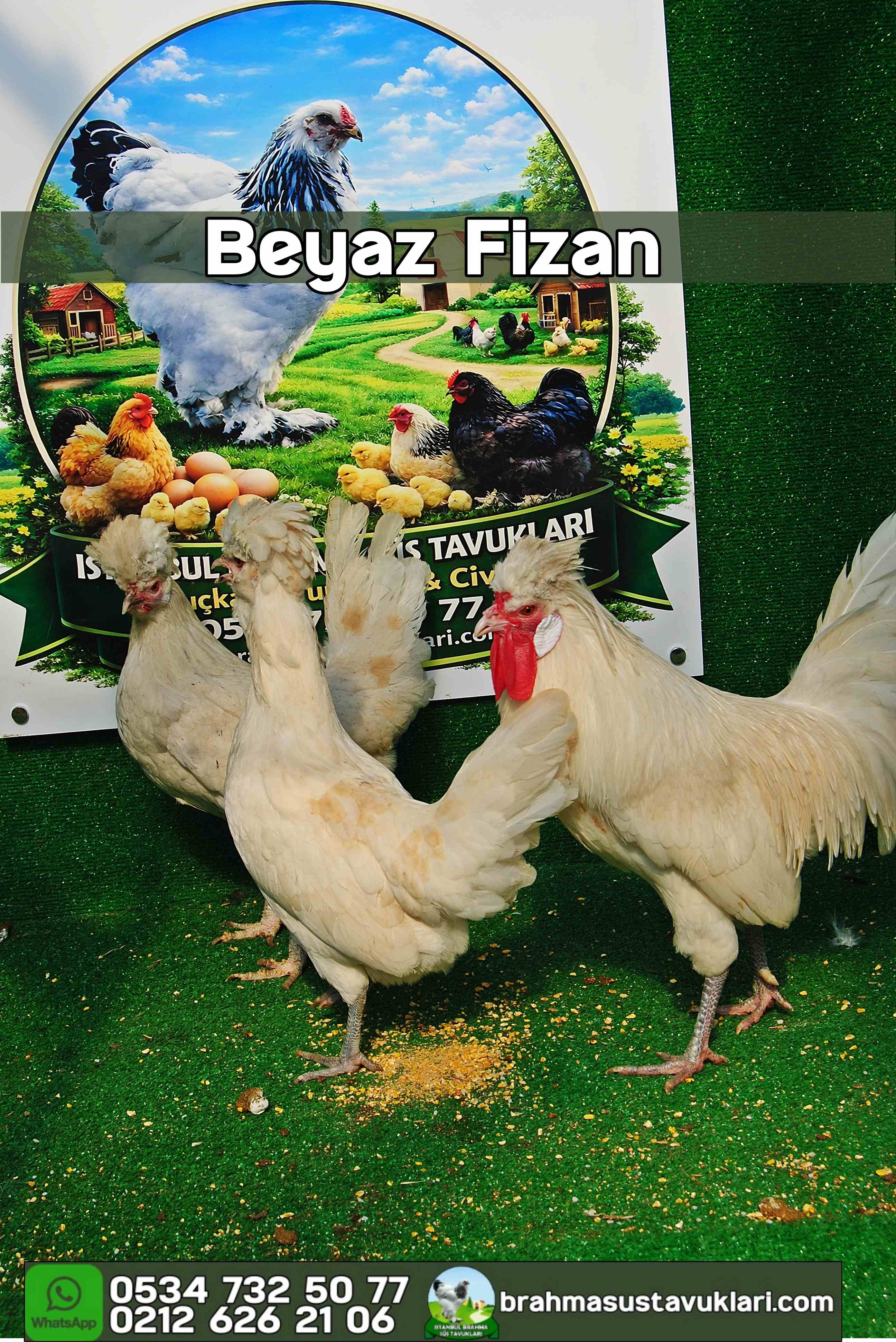 White Fizan Kuluçkalık Yumurta